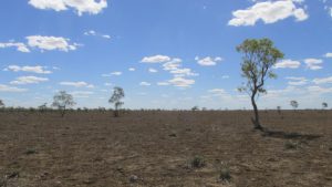 Drought-Tahna-paddock-2